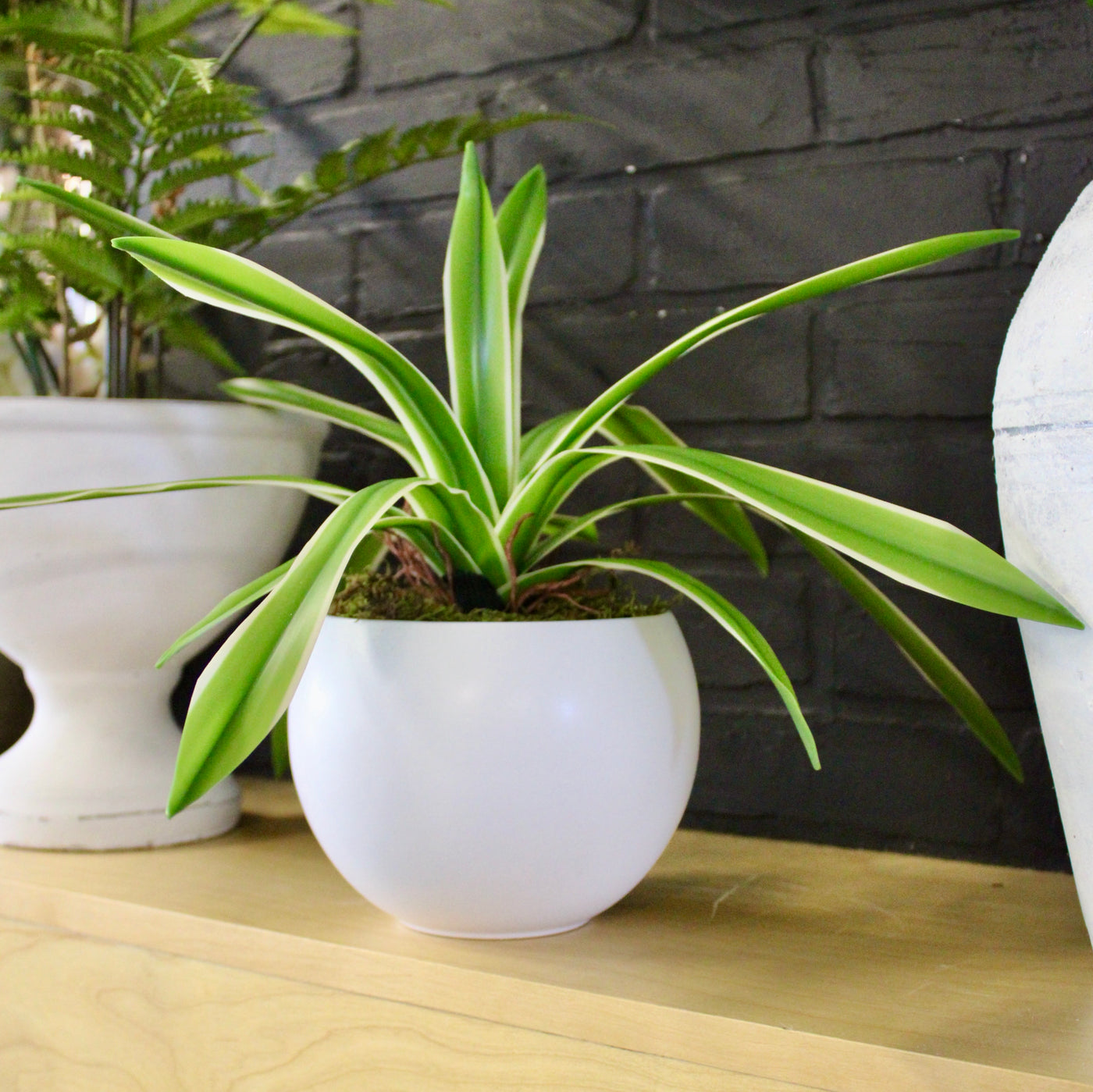 Potted Spider Plant