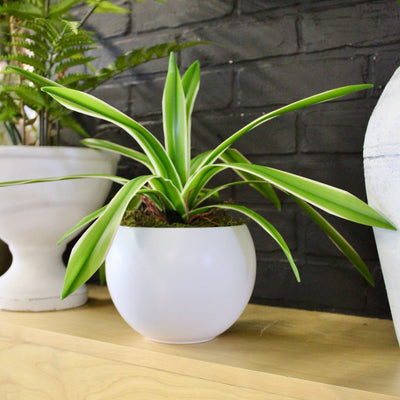 Potted Spider Plant
