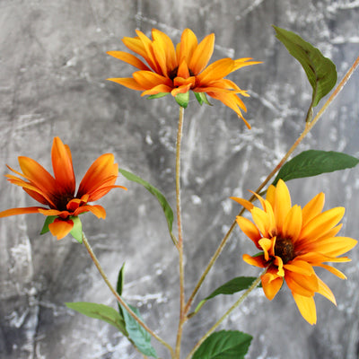 Rudbeckia Stem