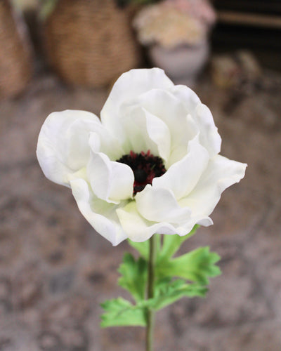 White Anemone Stem