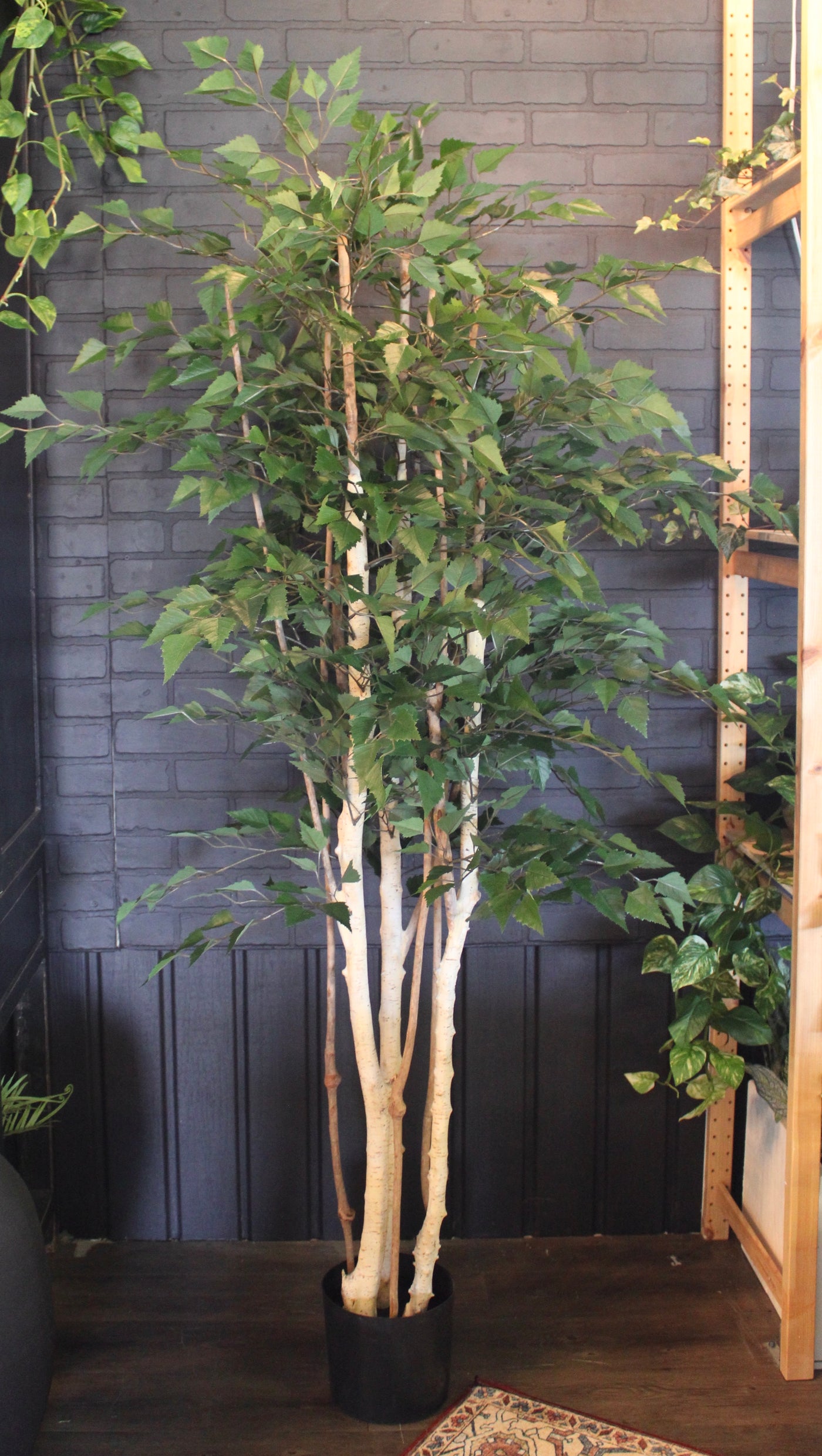 6’ Birch Tree