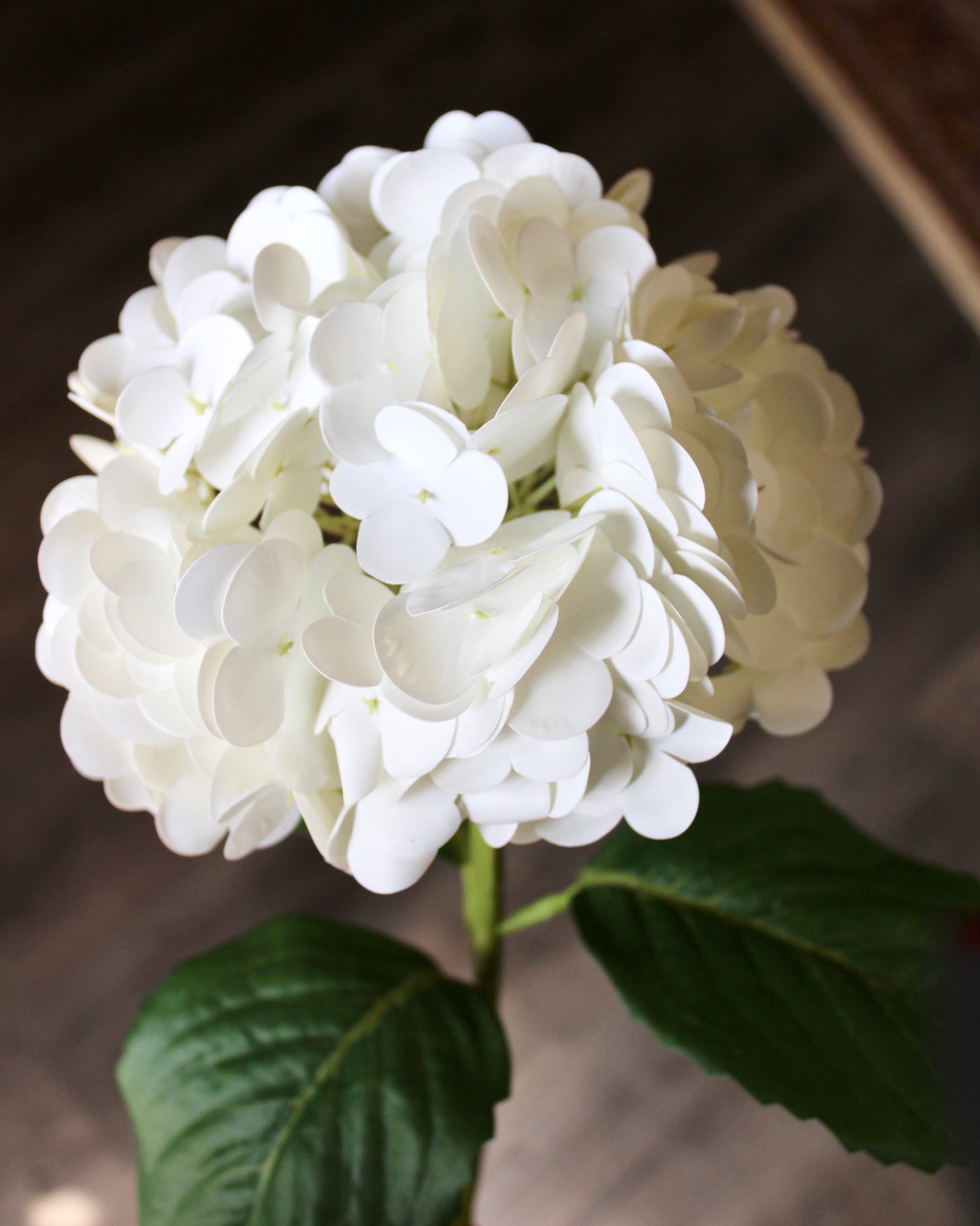 White Hydrangea Stem