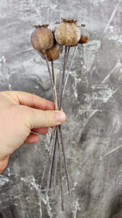 Eucalyptus Pods