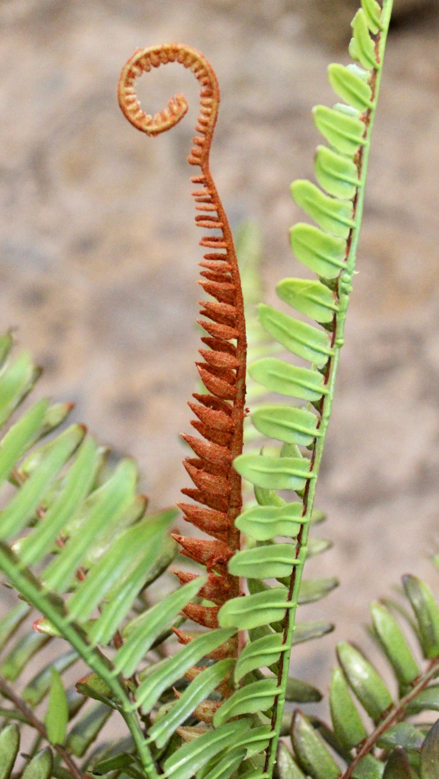 Sword Fern Bush