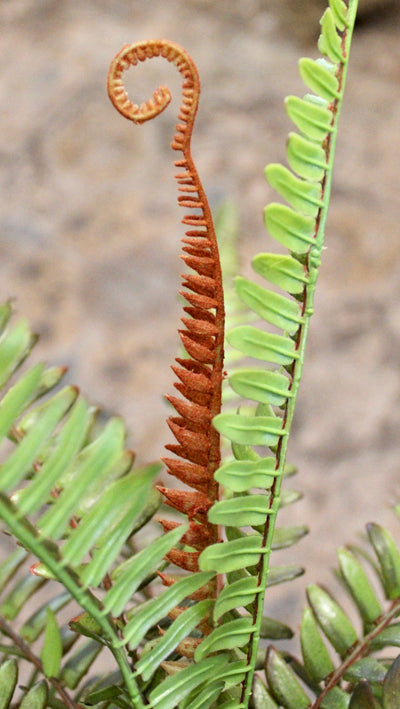 Sword Fern Bush