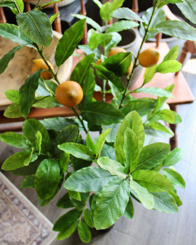 4’ Lemon Tree