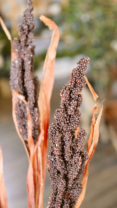 Astilbe Grass Spray