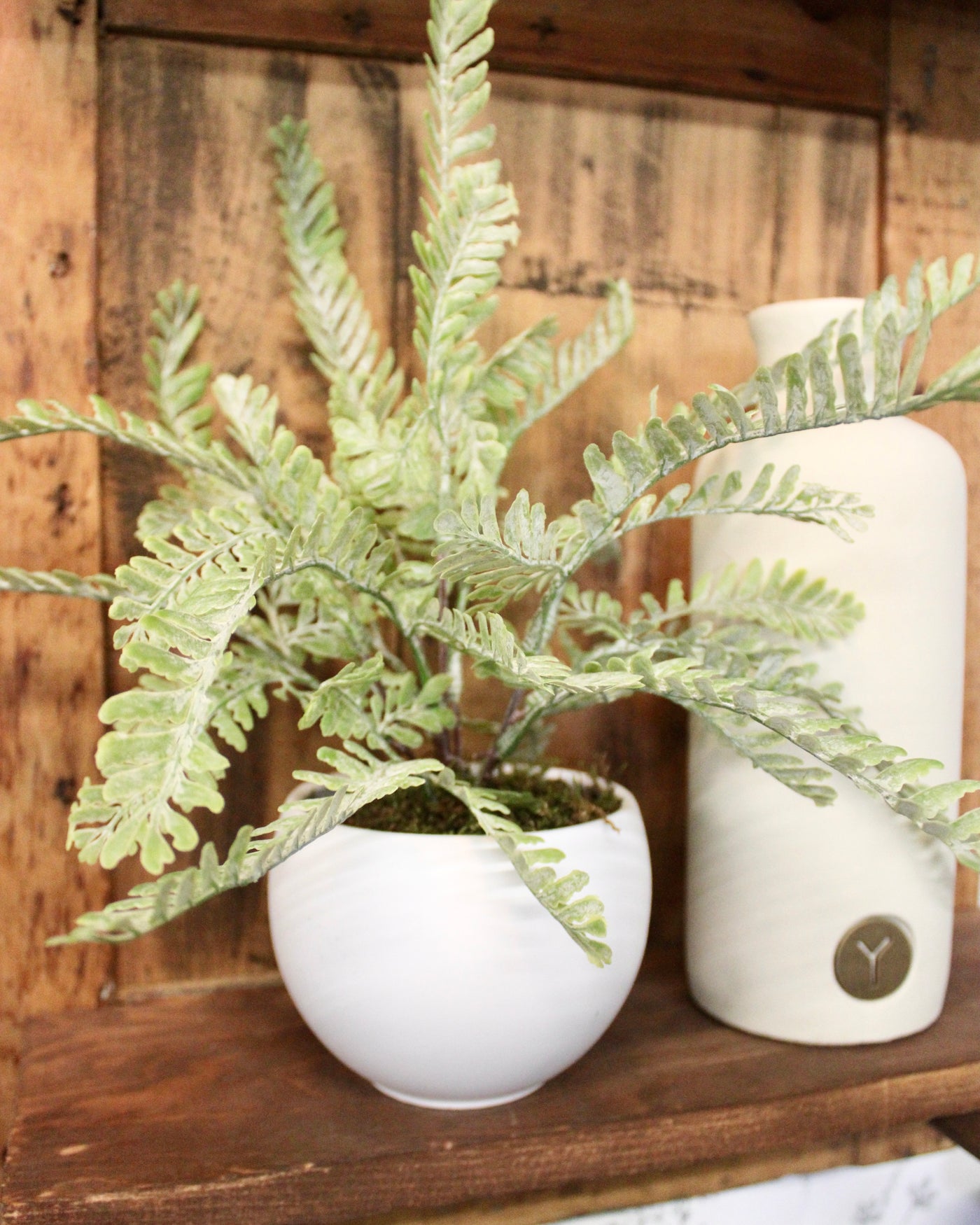 Potted Frosted Fern