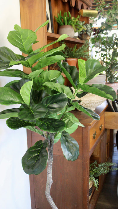 5’ Fiddle Leaf Fig Tree (Topiary)