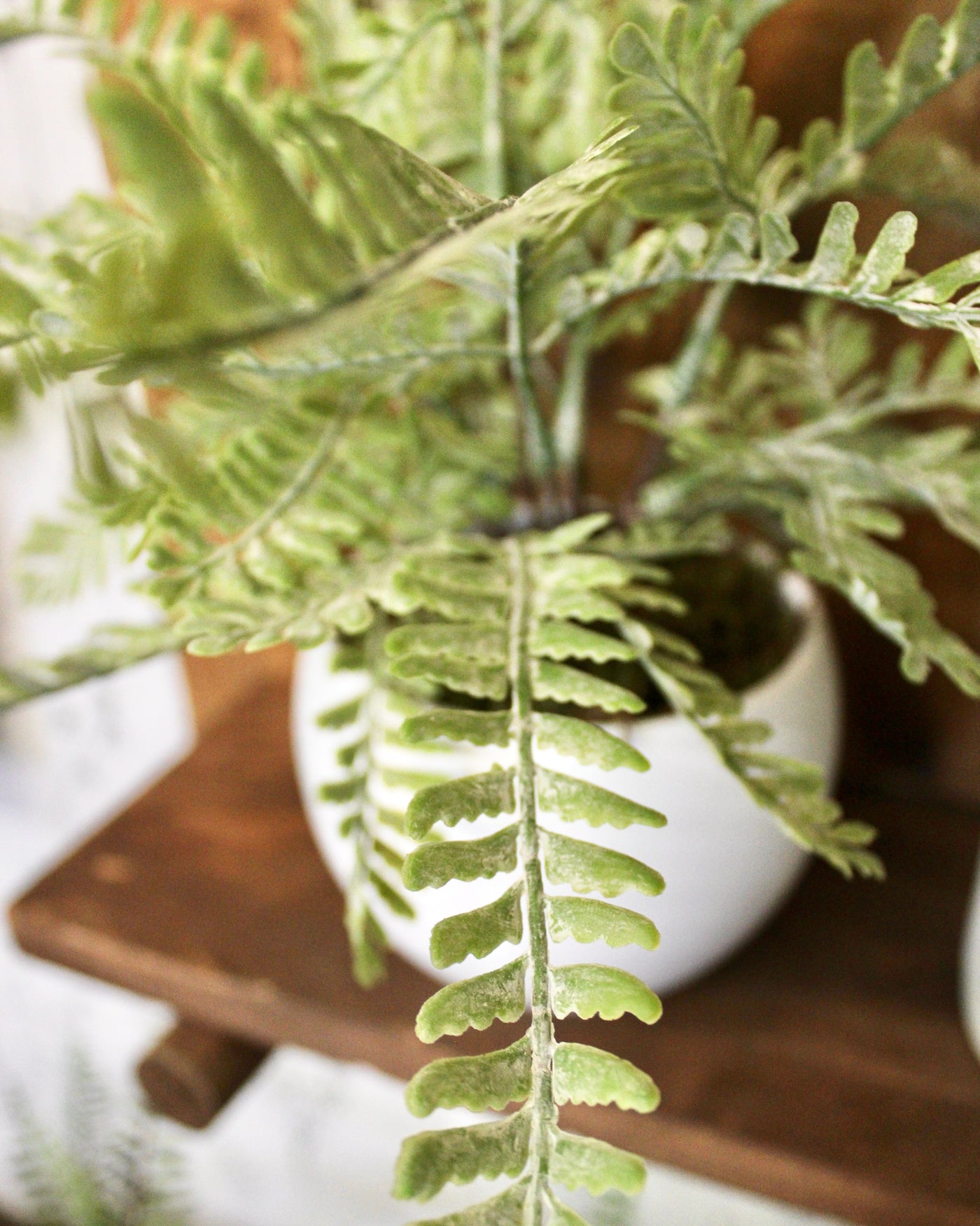Potted Frosted Fern