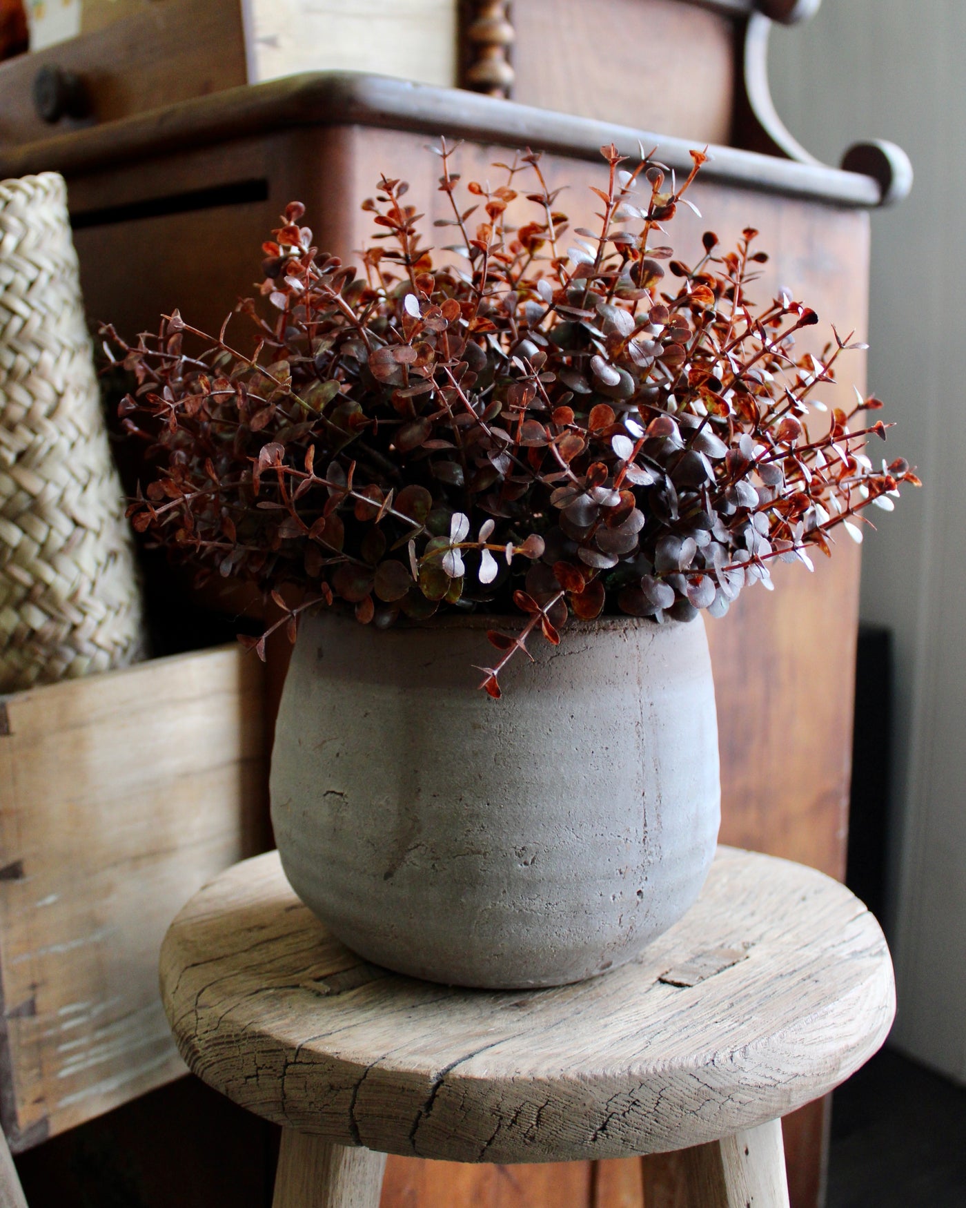 Potted Barberry