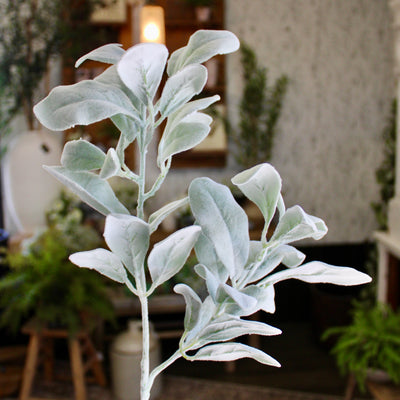 Lamb’s Ear Spray