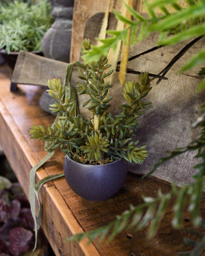 Potted Barberton Succulent