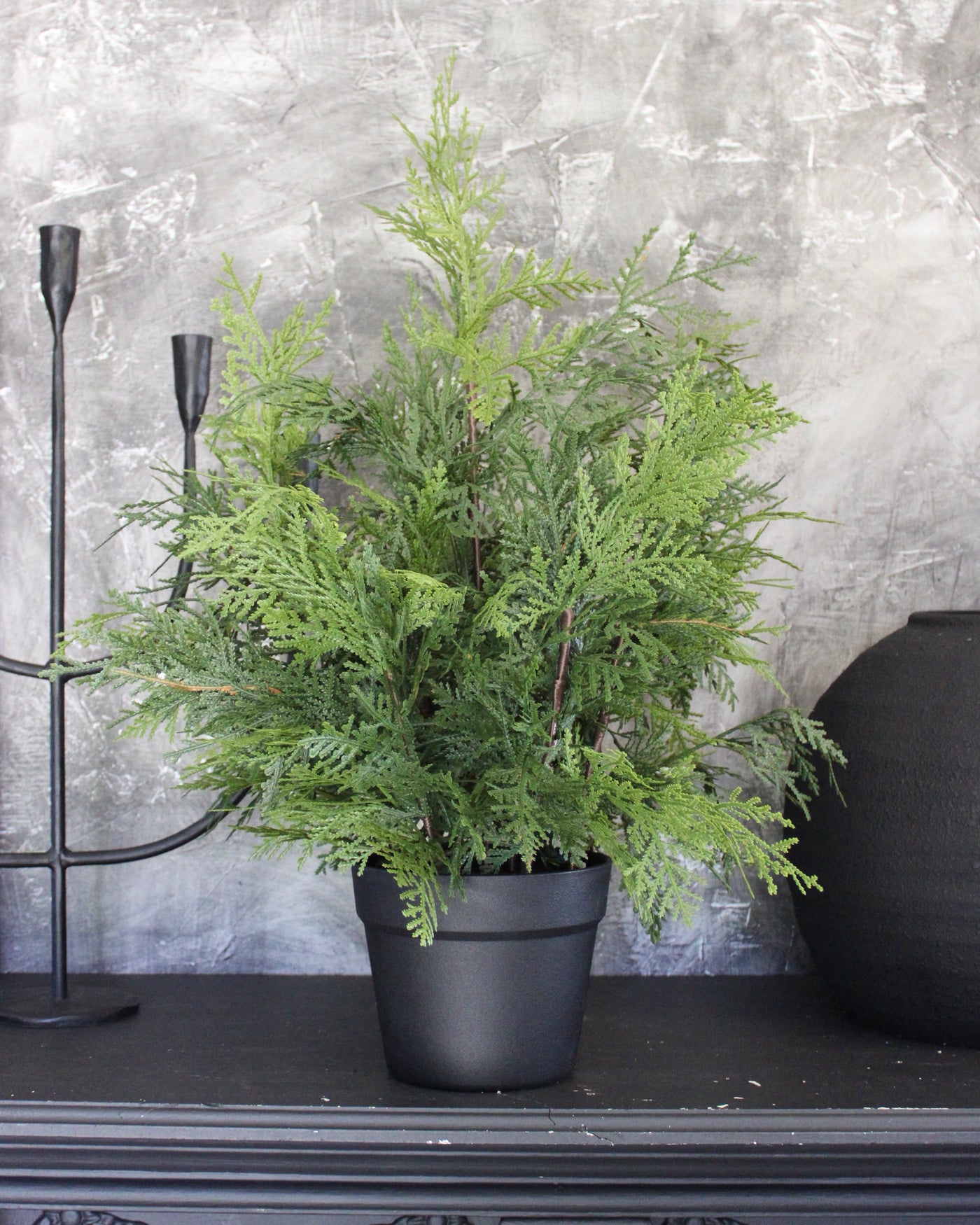 Potted 24” Fresh Touch White Cedar