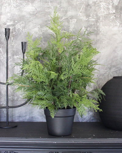 Potted 24” Fresh Touch White Cedar