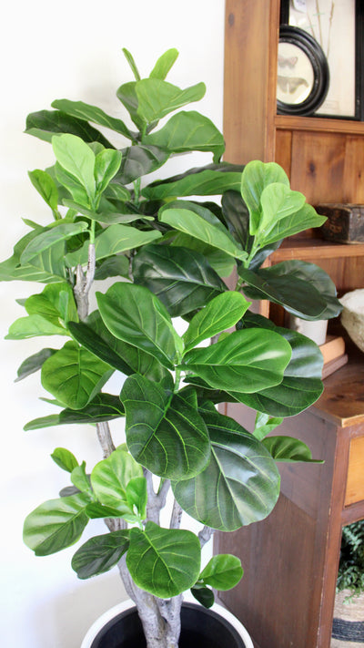 5’ Fiddle Leaf Fig Tree