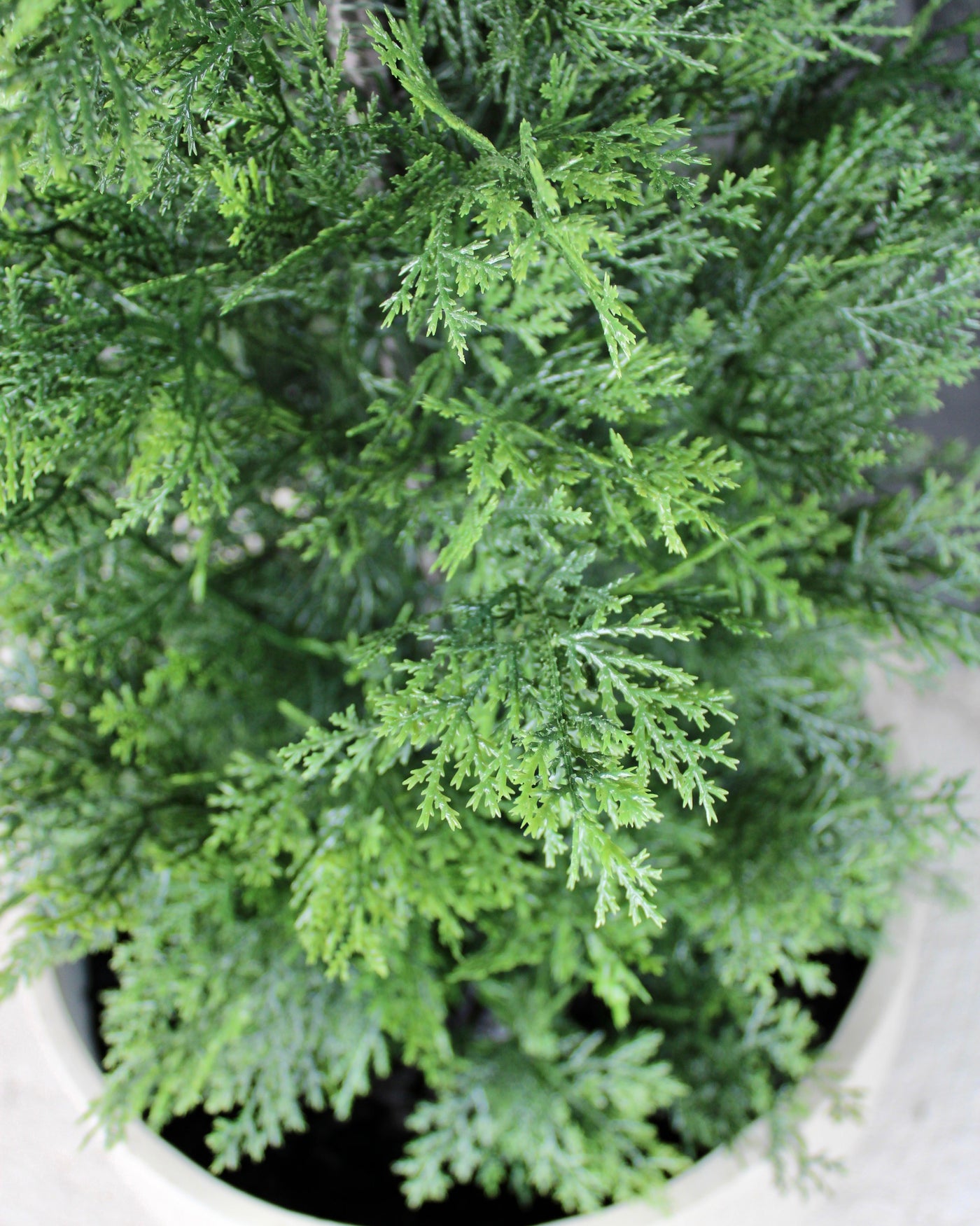 5’ Cedar