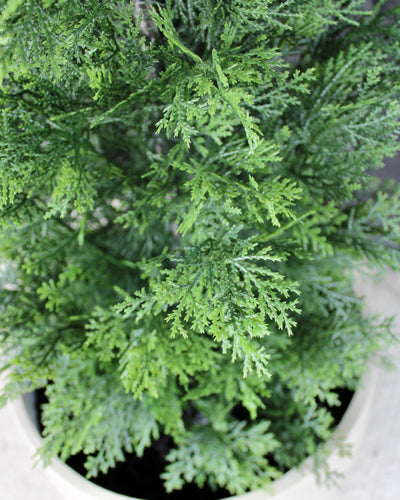 5’ Cedar
