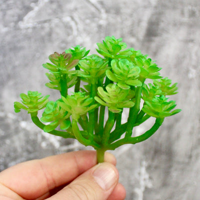 Assorted Mini Succulents