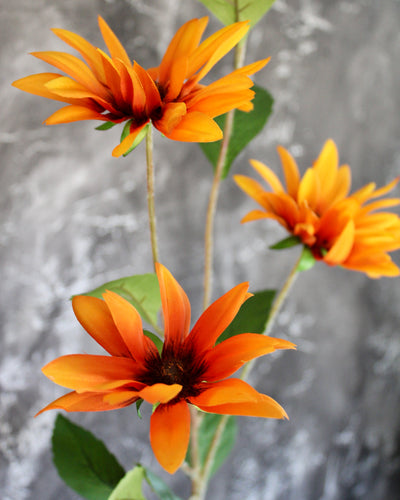 Rudbeckia Stem