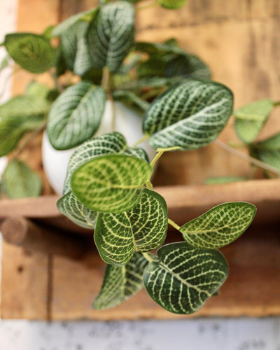Potted Fittonia Bush