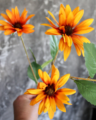 Rudbeckia Stem