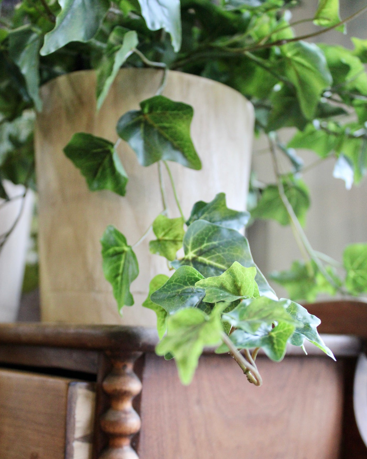 Potted Green Ivy Vines