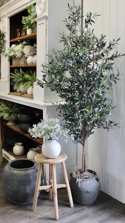 74” Natural Trunk Olive Tree