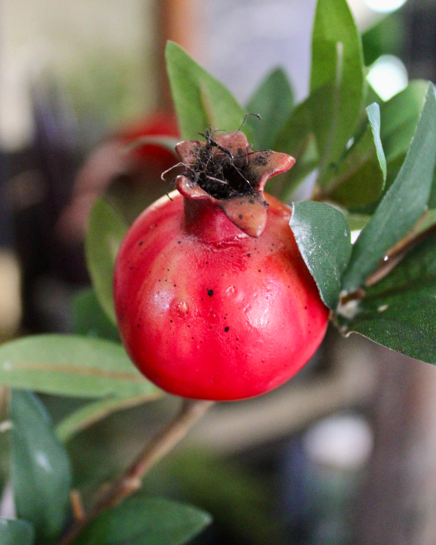Pomegranate Branch