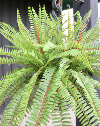 Sword Fern Hanging Basket/Drop-In