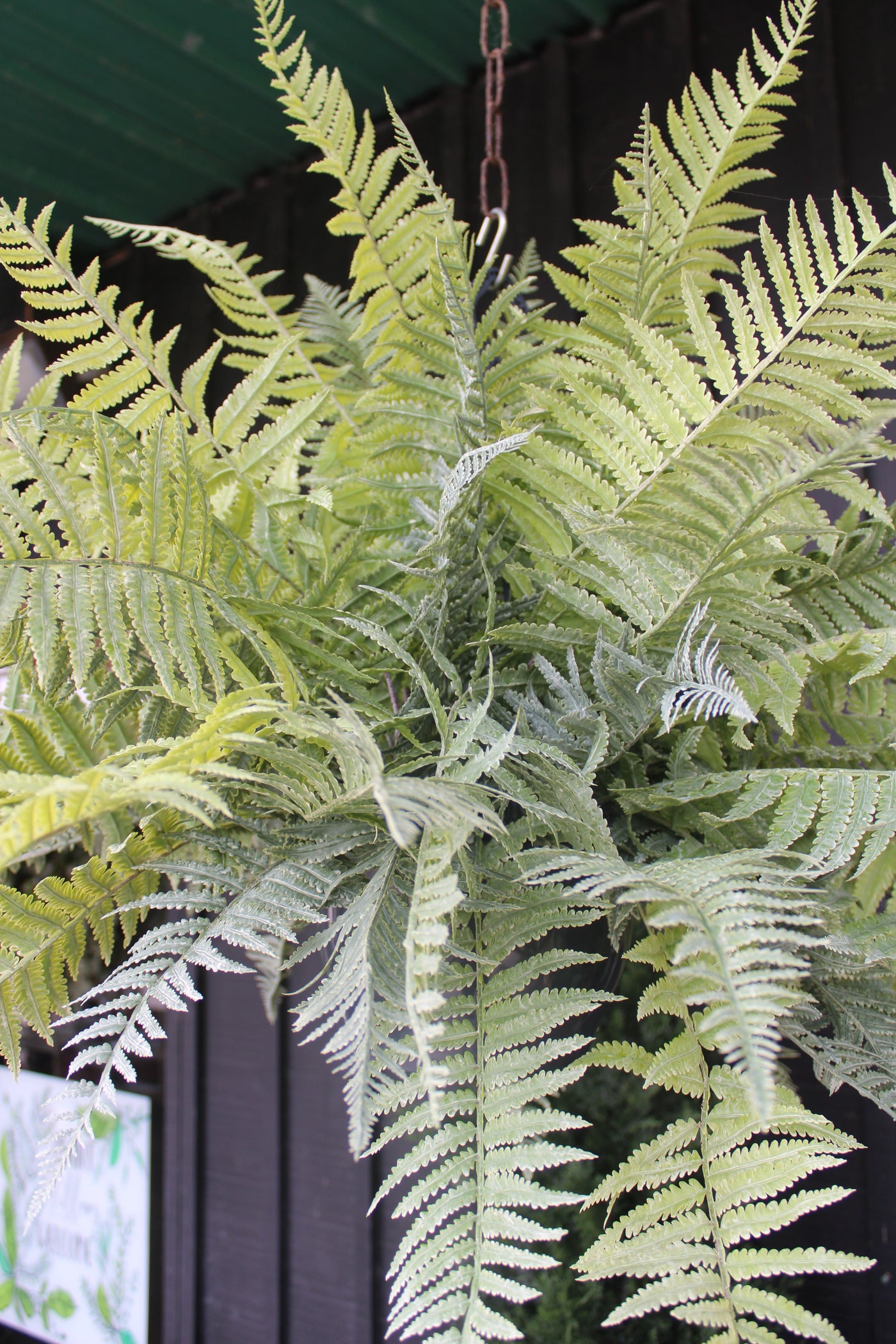 Frosted Lady Fern Bush