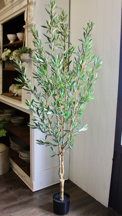 6.5’ Olive Tree