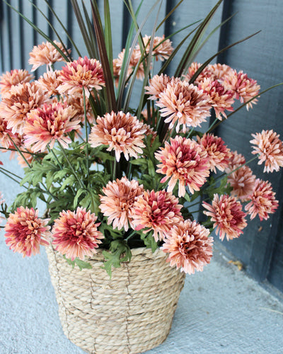 Apricot Mum “Drop-In”