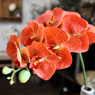 Orange Phalaenopsis Orchid