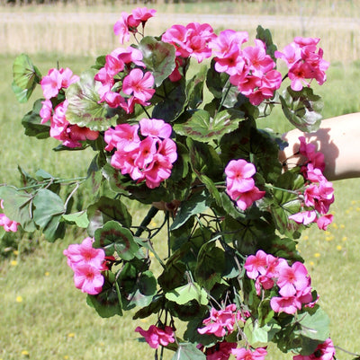 Geranium Vine Fuchsia