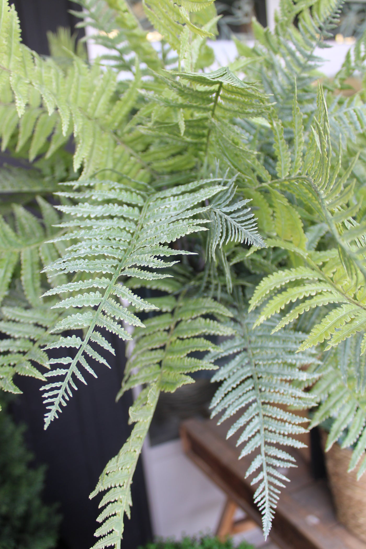 Frosted Lady Fern Bush