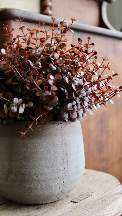 Potted Barberry