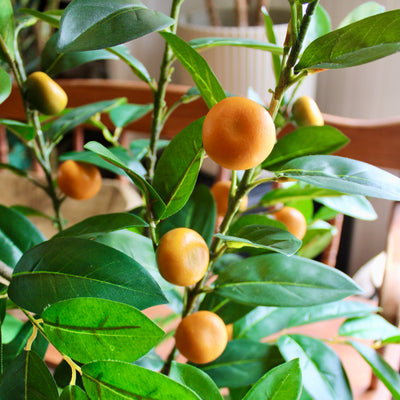 5’ Mandarin Orange Tree