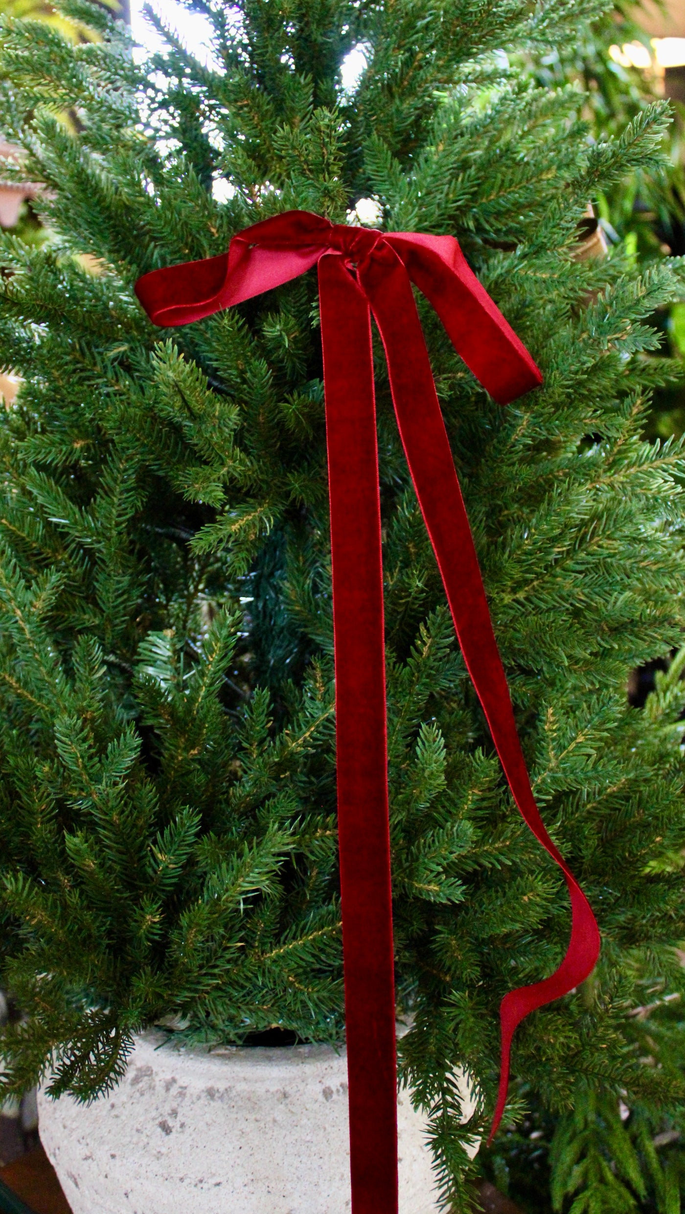 1” Velvet Ribbon Bows - 24” Long