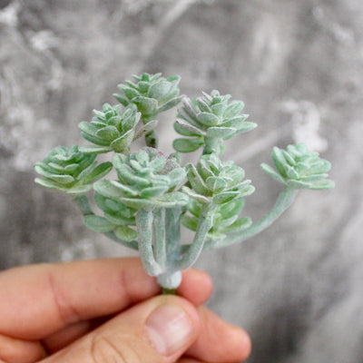 Assorted Mini Succulents