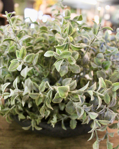 Tea Leaf Bush