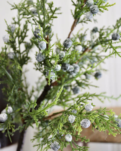 Juniper Berry Spray