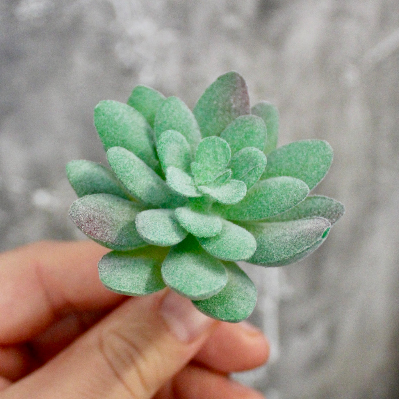 Assorted Mini Succulents