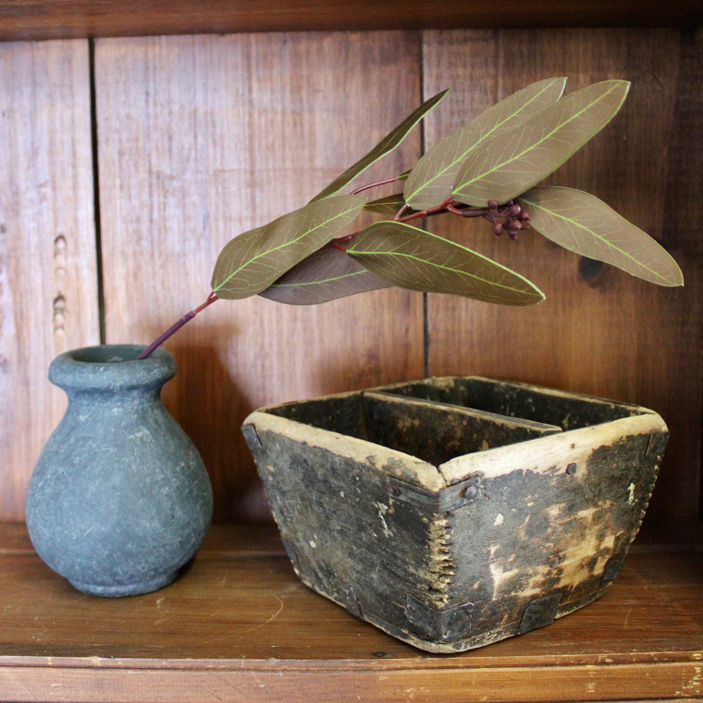 Brown Willow Eucalyptus Stems