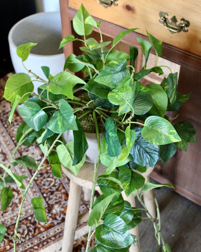 Large Pothos Hanging Bush