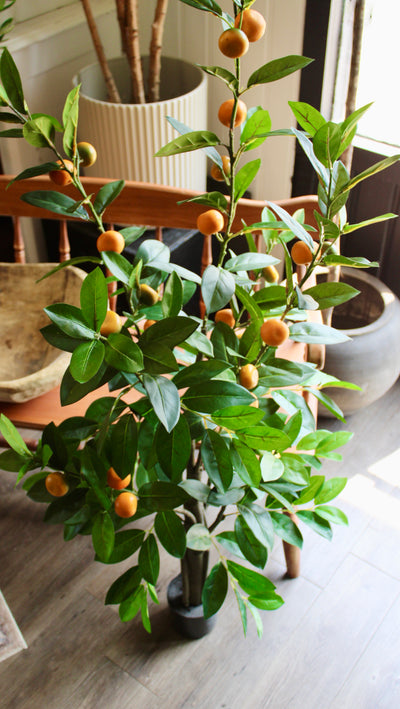5’ Mandarin Orange Tree