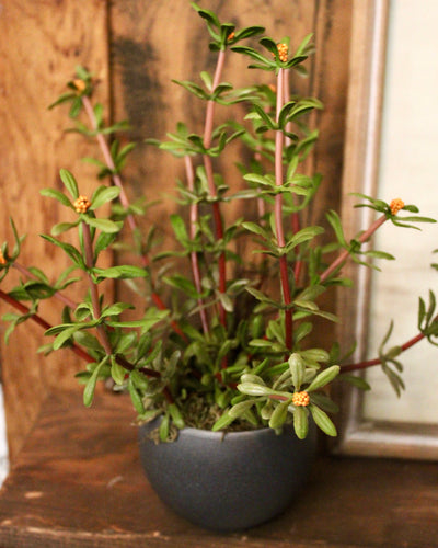 Mini Potted Purslane Plant