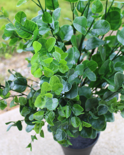 3’ Eucalyptus Bush