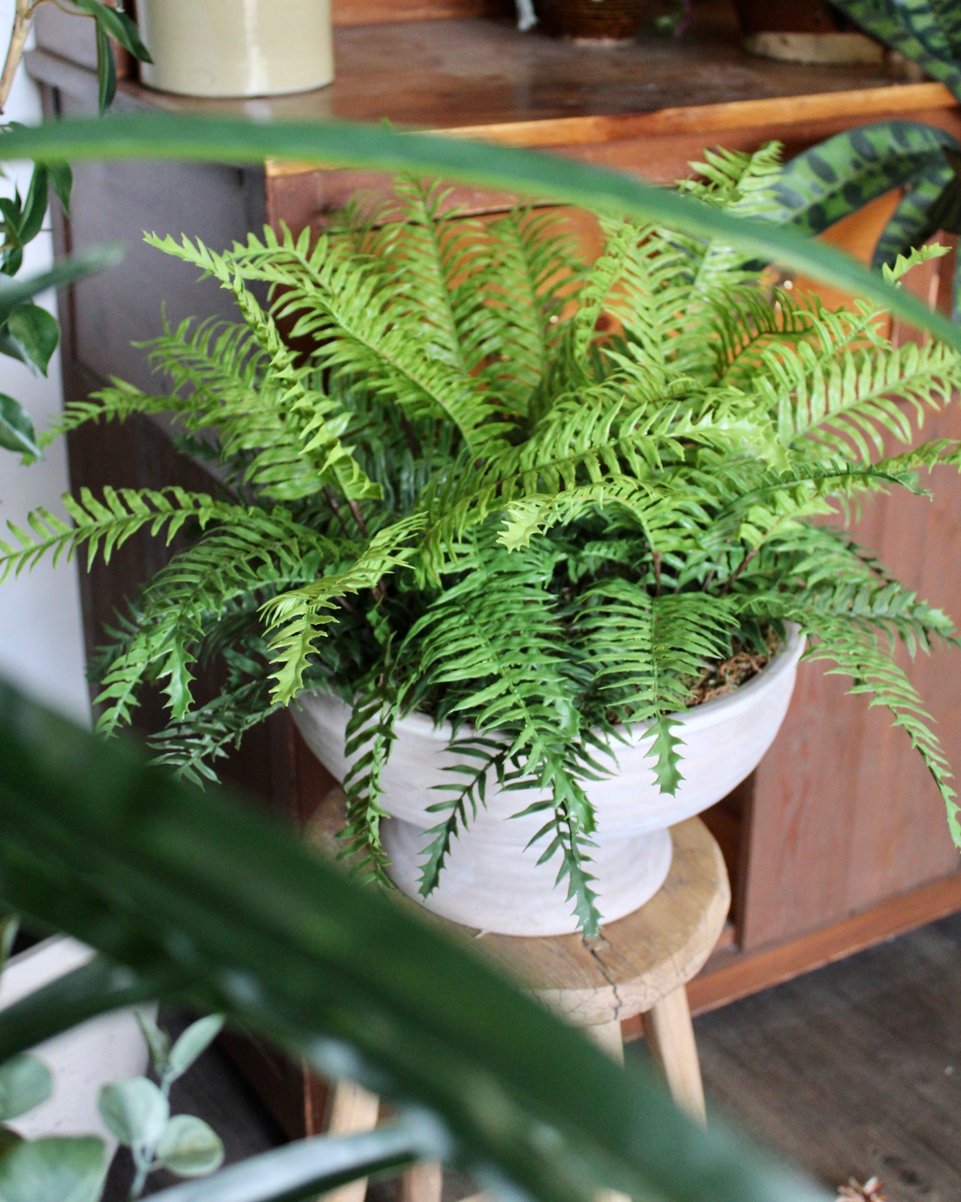 Boston Fern Compote Vase