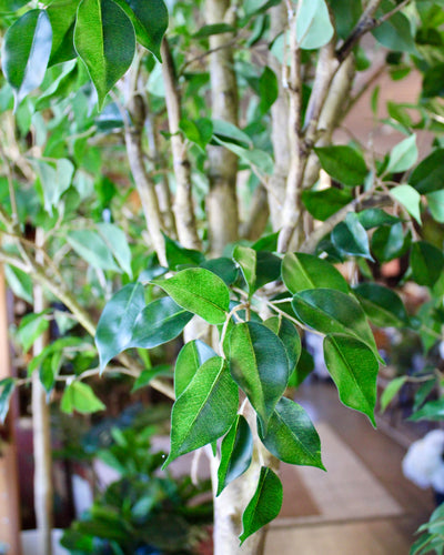 10’ Ficus Tree
